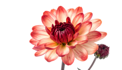 Close-up of a vibrant, multi-layered bloom with hints of orange and maroon