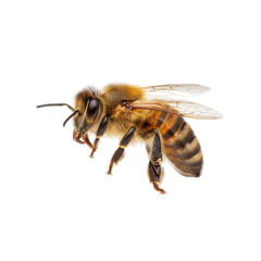Detailed close-up macro photograph of a honey bee in flight against a stark black background