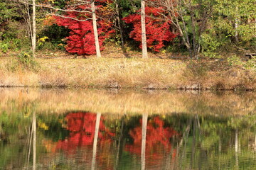 上下左右で対象に見える真っ赤に染まった木の葉っぱ