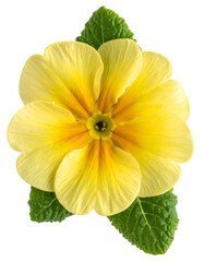 Close-up of a vibrant yellow flower with textured petals, and two green leaves