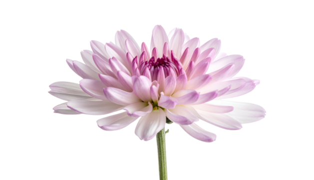 Close-up of a chrysanthemum flower head with pale pink petals against a dark background
