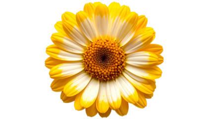 Close-up of a vibrant yellow and white flower with a central brown disc