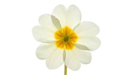 Close-up of a single flower with white petals and a vibrant yellow center, isolated