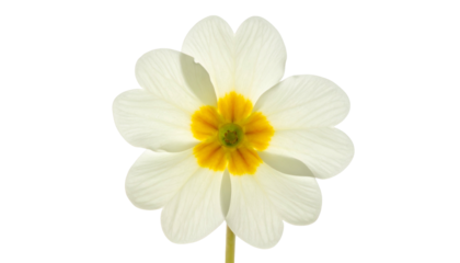 Close-up of a single flower with white petals and a vibrant yellow center, isolated