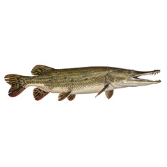 Detailed illustration of a Northern Pike fish with sharp teeth and long snout isolated on black