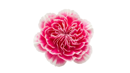 Exquisite pink and white carnation blossom captured in detailed macro studio shot, showcasing petal texture and subtle color gradation against a