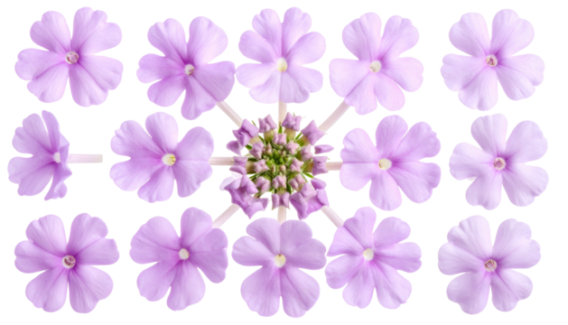 Arrangement of soft purple petaled flowers, cluster, and buds on a stark black background