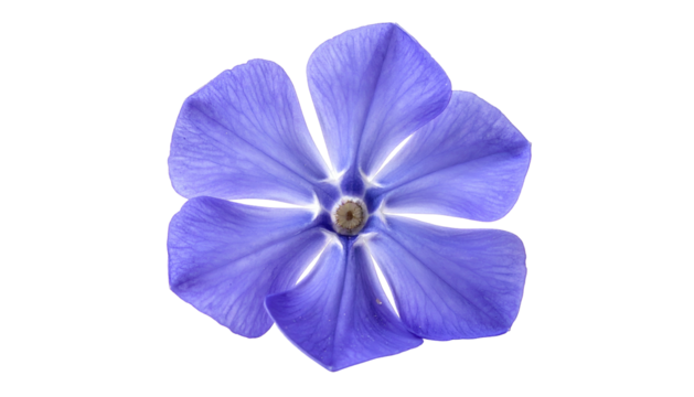 Close-up of a delicate five-petaled flower, with a soft gradient of purple hues