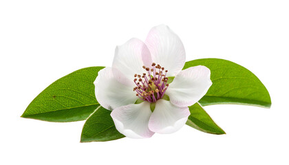 Close-up of a delicate white and pink flower with green leaves on black background