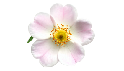 Close-up of a delicate flower with pink-tinged petals and a vibrant yellow center