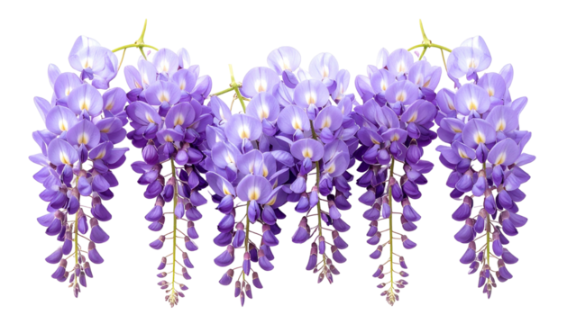 Stunning close-up of cascading clusters of delicate, lavender-hued blossoms