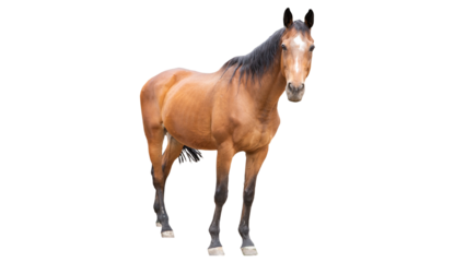 brown horse, bay horse, standing horse, beautiful horse, dark points, dark legs, dark mane, horse front view, stallion, elegant horse, equine, horse photography, animal photography, chestnut horse, bu