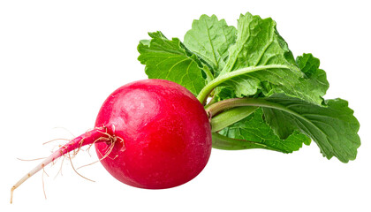 Close-up of a vibrant red radish with green leaves, cut out from black background