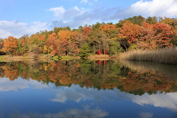 色づいた森の木々と青空が池の水面にうつり込む風景