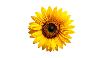 Fototapeta premium Close-up of a vibrant sunflower with yellow petals and a dark brown center, isolated