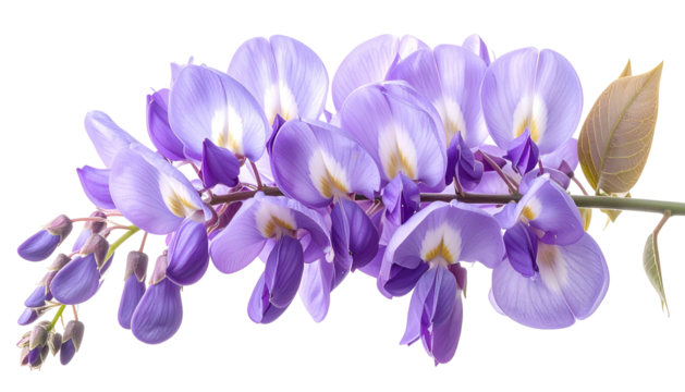 Close-up of delicate purple flowers blooming on a vine with detailed, natural appearance