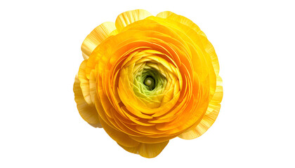Overhead shot reveals a vibrant, sun-yellow flower against a black, transparent background