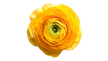 Overhead shot reveals a vibrant, sun-yellow flower against a black, transparent background