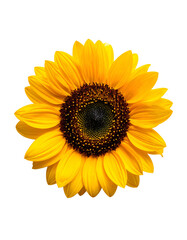 Fototapeta premium A vibrant, close-up view of a sunflower with bright yellow petals on a black background