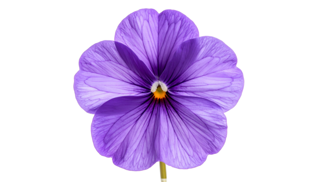 Close-up of a violet-purple pansy flower, centered against a stark black backdrop