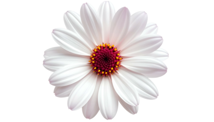 Overhead view of a delicate white daisy with a vibrant magenta and yellow center, on black
