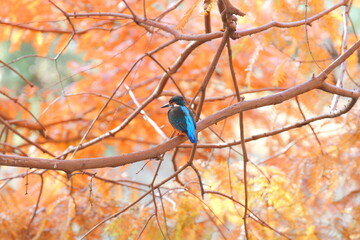 メタセコイアの紅葉とカワセミ