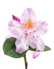 Close-up of a delicate pink and white flower with a cluster of colorful stamens
