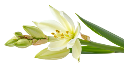 Delicate white flower with buds and green leaves against a transparent background
