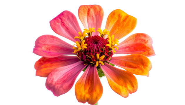 Close-up of a vibrant flower with multi-colored petals, yellow stamen, and a dark center