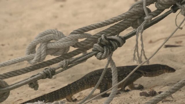 A monitor lizard moves up the beach on Selingan Island, weaving past old boat rigging ropes and a large palm tree before leaving the sand and disappearing into the island&rsquo;s jungle.