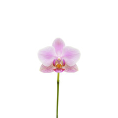 Fototapeta premium Elegant Pink Orchid Bloom Isolated on Black Background Symbolizing Beauty and Nature