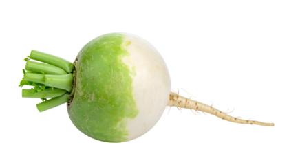 Close-up of a vibrant, bi-colored round root vegetable with a green crown and a tail