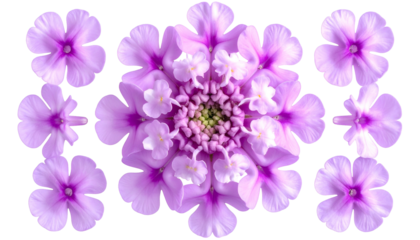 Stunning arrangement of lavender and white flower petals on a black background