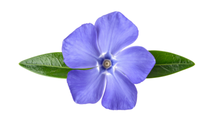 Vivid close-up view of a single periwinkle flower with two green leaves against a stark black background