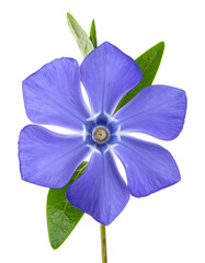 Fototapeta premium Close-up of a periwinkle flower with vibrant petals and green leaves on a black background