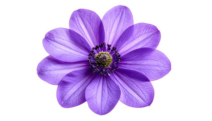 Isolated, close-up shot of a delicate purple flower with a contrasting dark center