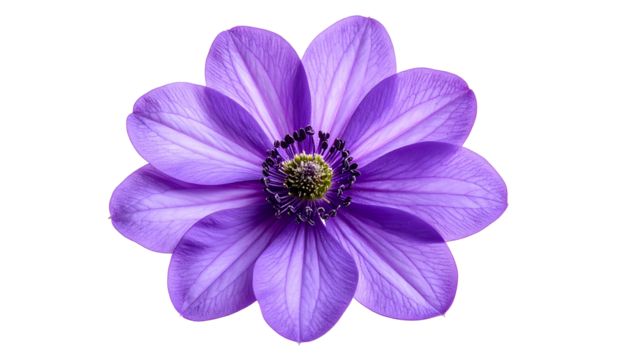 Isolated, close-up shot of a delicate purple flower with a contrasting dark center