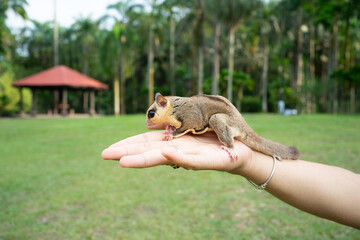 Sugar glider walking on a hand in a park