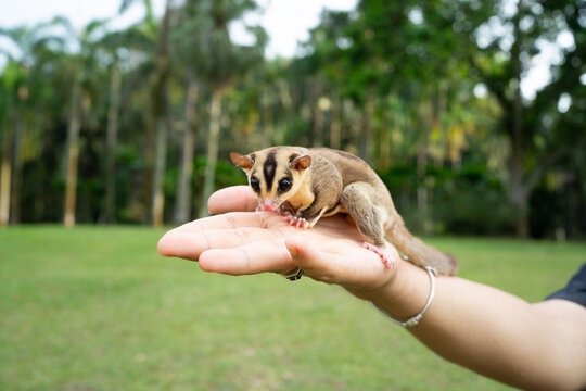 Sugar glider standing on a hand in natural park