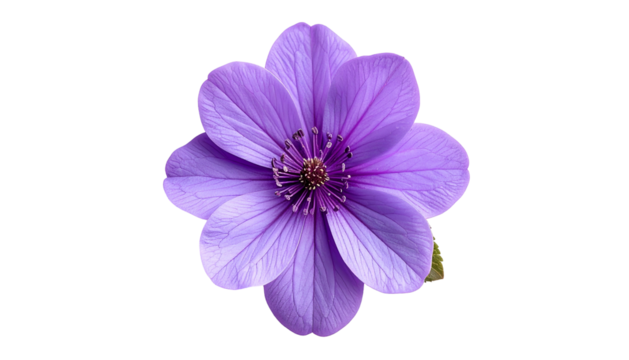 Close-up of a vibrant purple flower with intricate petals and a detailed center