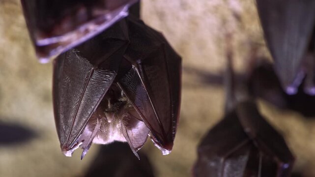 Close-up of small sleeping lesser horseshoe bat group covered by wings hanging upside down on cold arched brick cellar ceiling top shaking woke after hibernation.