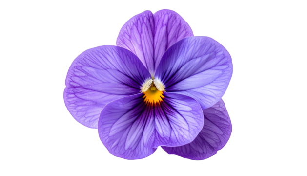 Close-up of a vibrant purple bloom with delicate petals and a contrasting yellow center