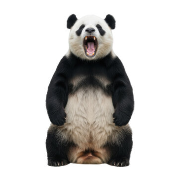 Furious Giant Panda Roaring Aggressively with Mouth Wide Open on Black Background