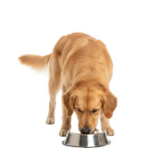 Golden retriever dog eating from a silver bowl on a black background isolated studio shot