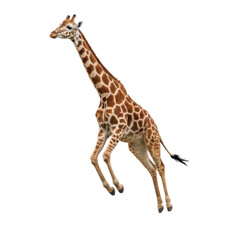 Obraz premium Graceful giraffe captured in mid-stride against a striking black background
