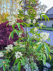 Pacific red elderberry