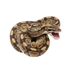 Fototapeta premium Intricate patterns on a coiled python snake with open mouth against a stark black background