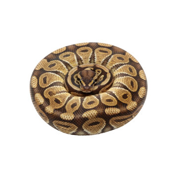 Intriguing ball python coiled in a perfect circle on a stark black background