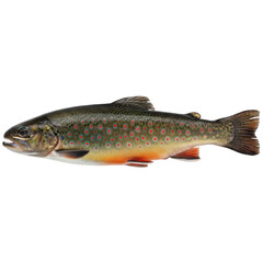 Naklejka premium Isolated Brook Trout Fish on a Black Background Aquatic Life Study