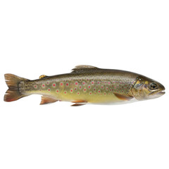 Obraz premium Isolated Freshwater Brown Trout Fish Against a Stark Black Background